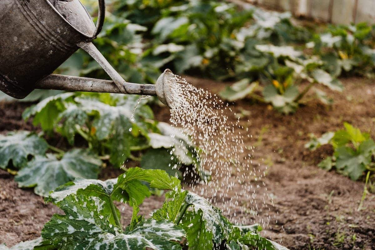 Les bienfaits de la pratique du jardinage et de l’horticulture : cultiver votre jardin à tout âge, une activité relaxante et enrichissante