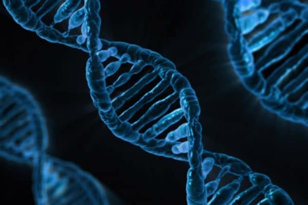 Est-ce que la maladie d’Alzheimer est génétique ?